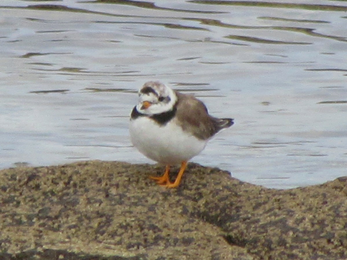 Common Ringed Plover - ML67715691