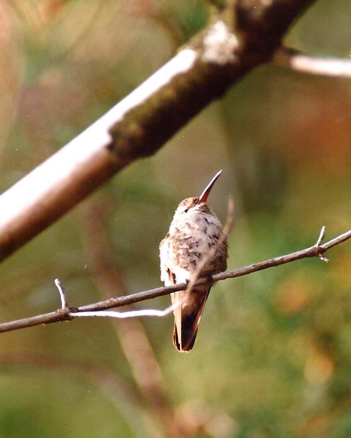 Broad-billed Hummingbird - ML67717401