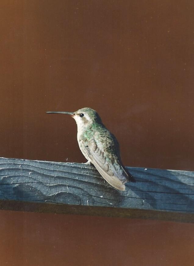 Broad-billed Hummingbird - Bob Curry