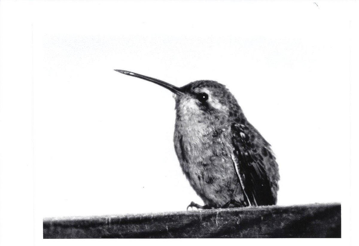 Broad-billed Hummingbird - Bob Curry