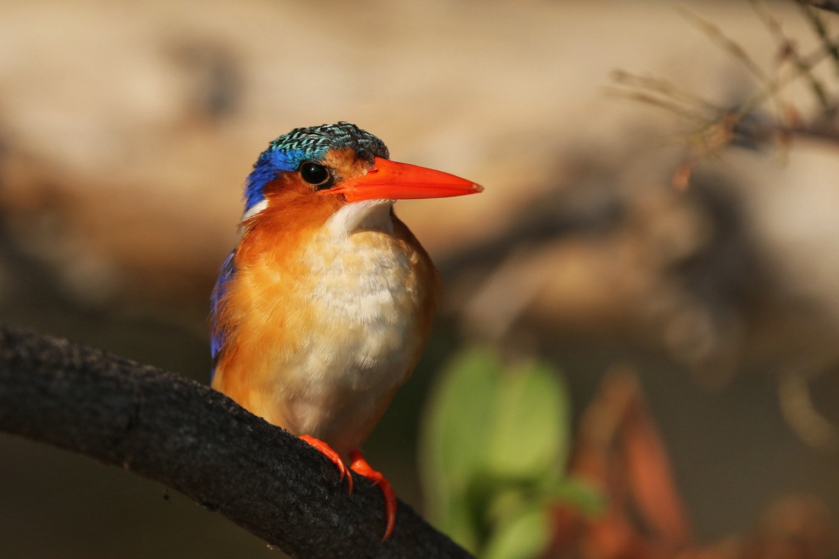 Malachite Kingfisher (Mainland) - ML67721181