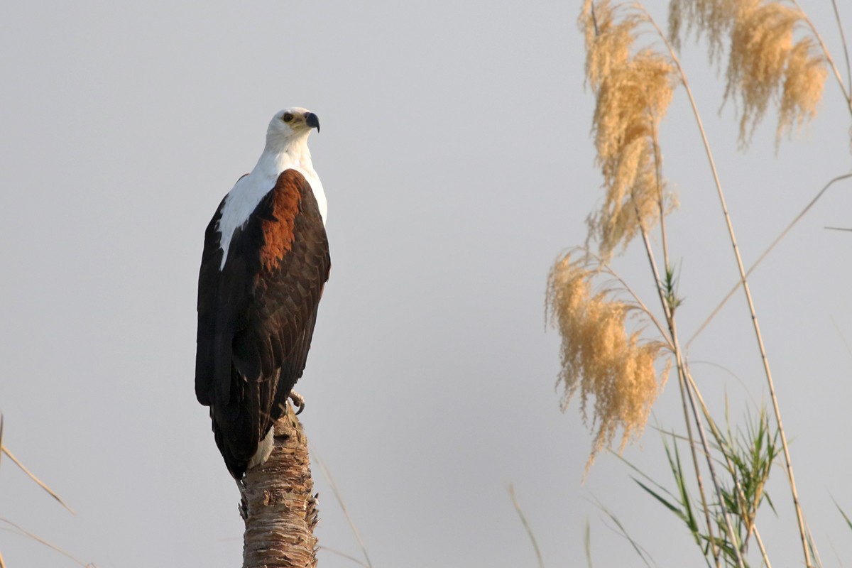 African Fish-Eagle - ML67721361