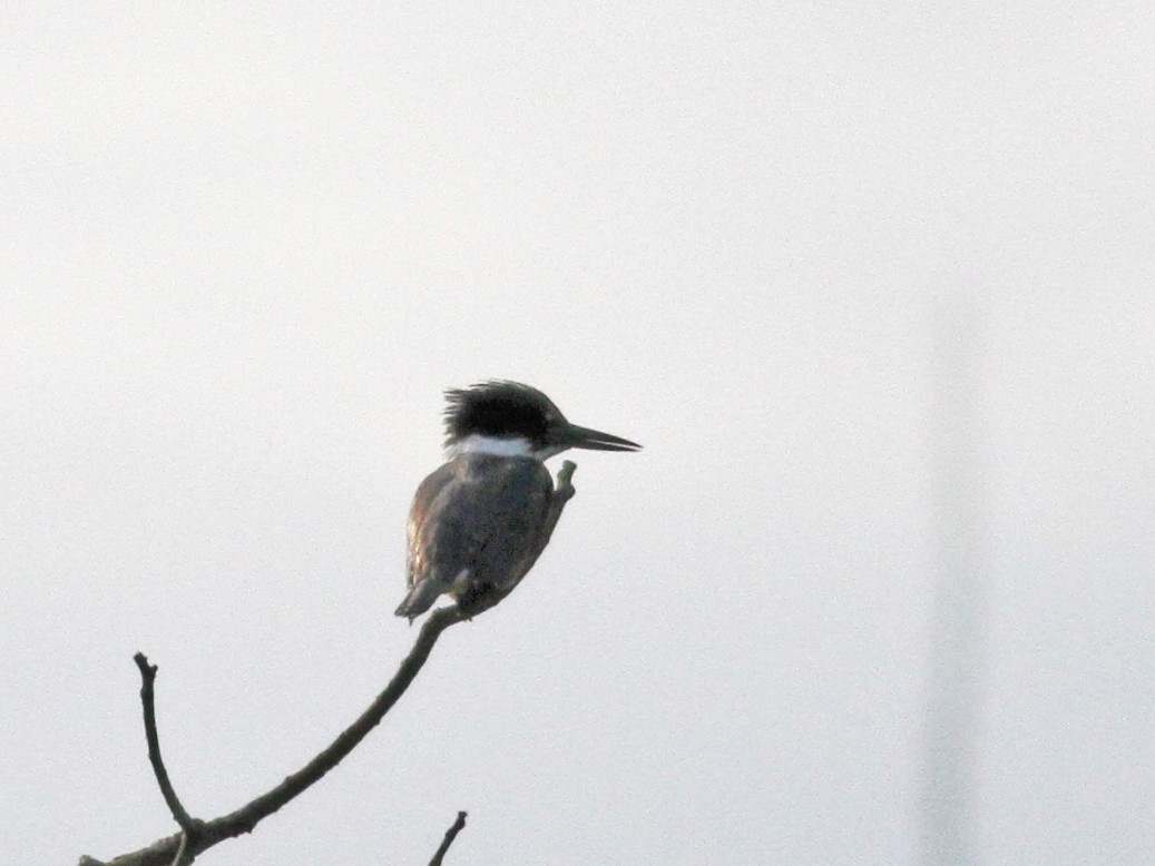 Belted Kingfisher - ML67721441