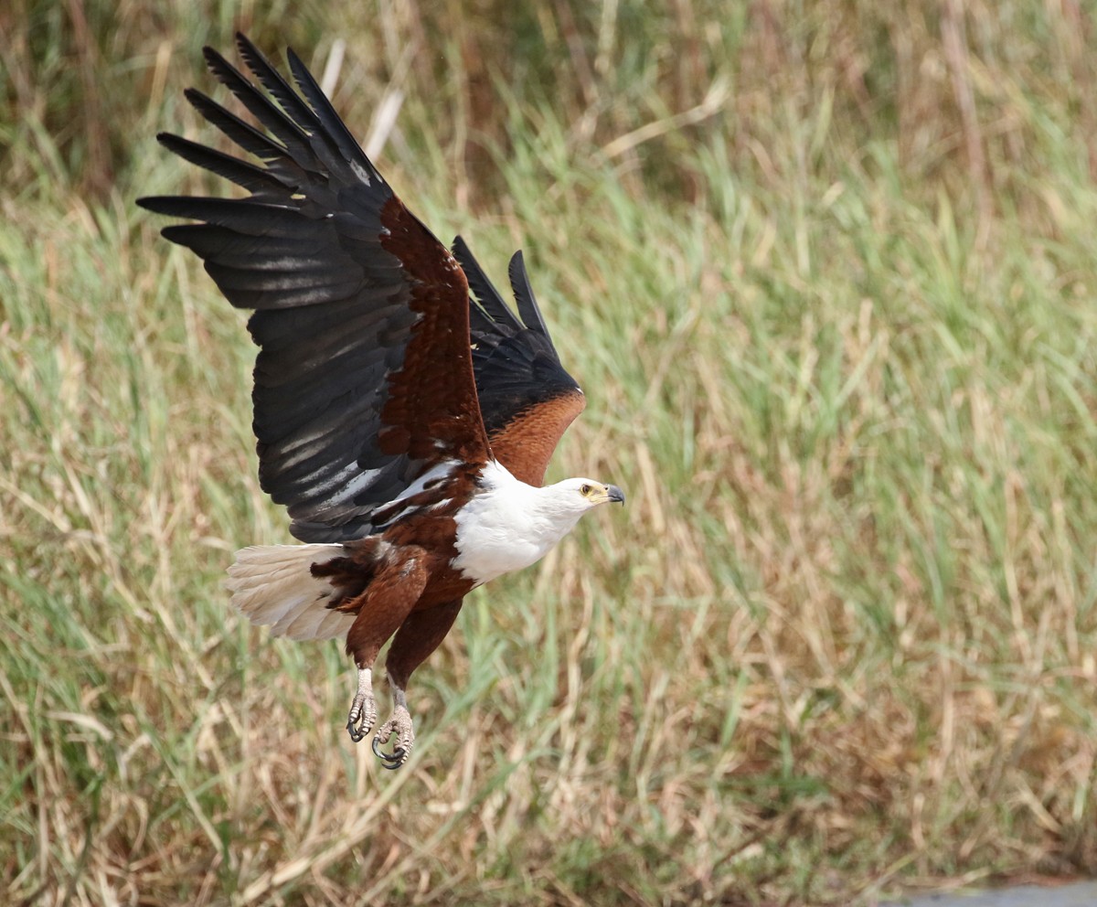African Fish-Eagle - ML67721531