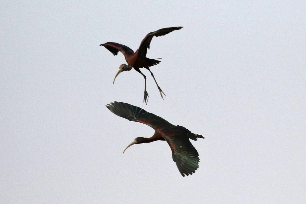 Glossy Ibis - Charley Hesse TROPICAL BIRDING