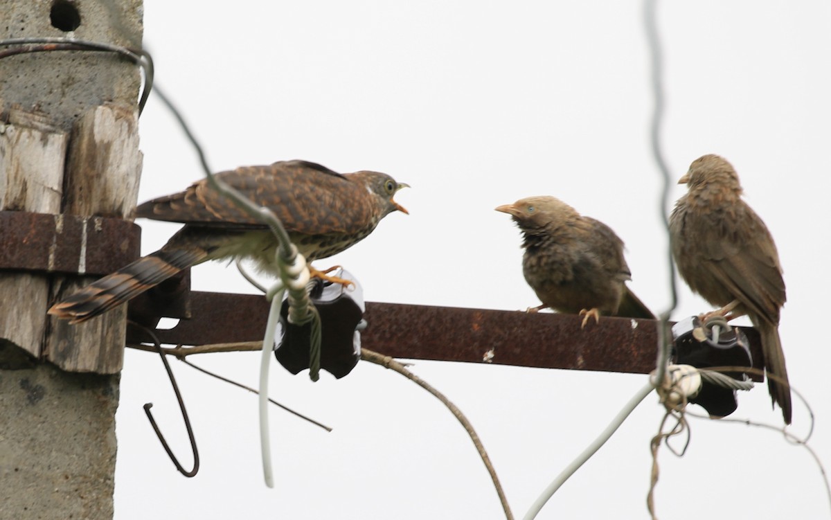 Common Hawk-Cuckoo - Vijaya Lakshmi