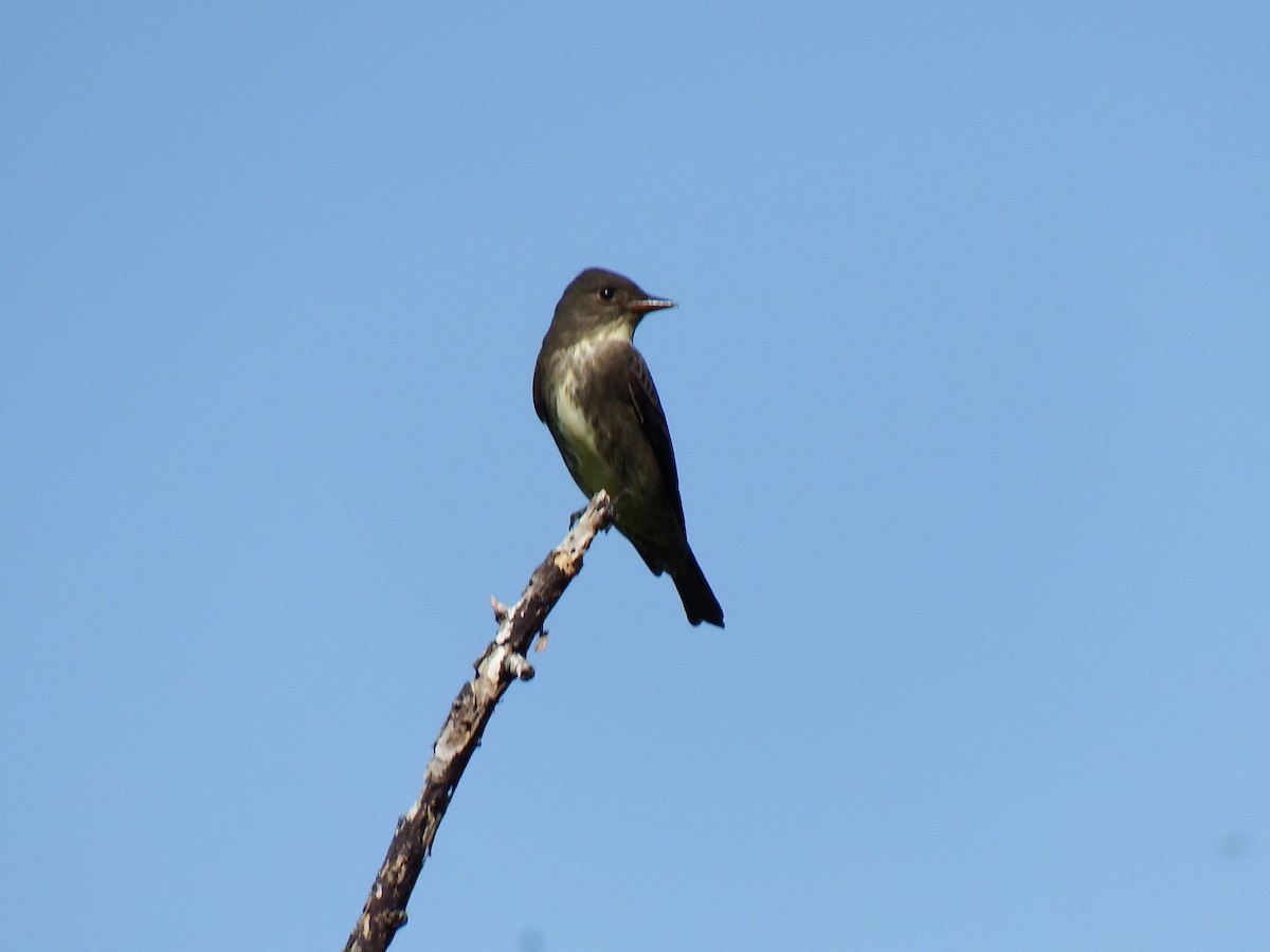 Olive-sided Flycatcher - Michael Welch