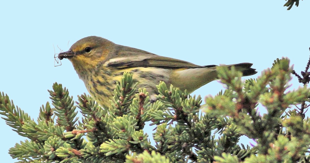Cape May Warbler - ML67726391