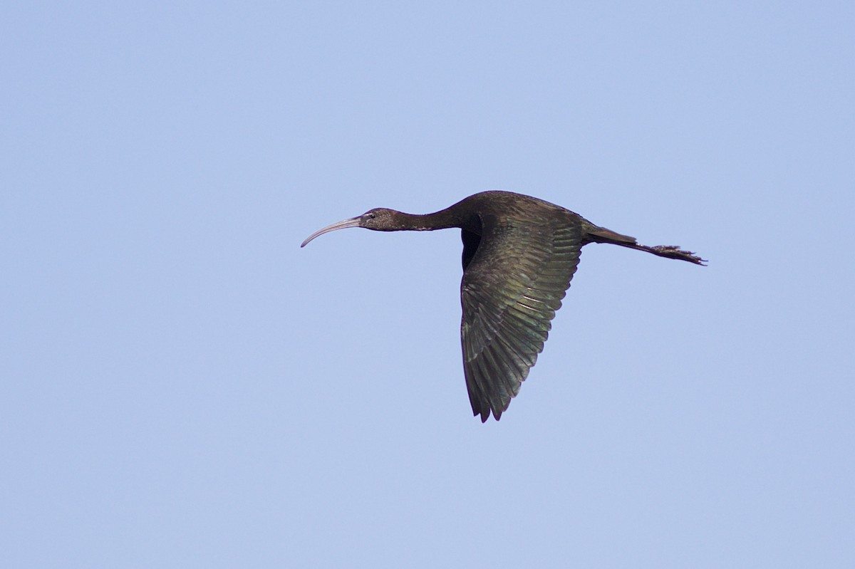 ibis hnědý - ML67733851