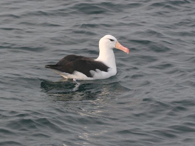Black-browed Albatross - ML67739481