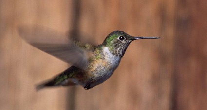 Broad-tailed Hummingbird - CBC Historic Data
