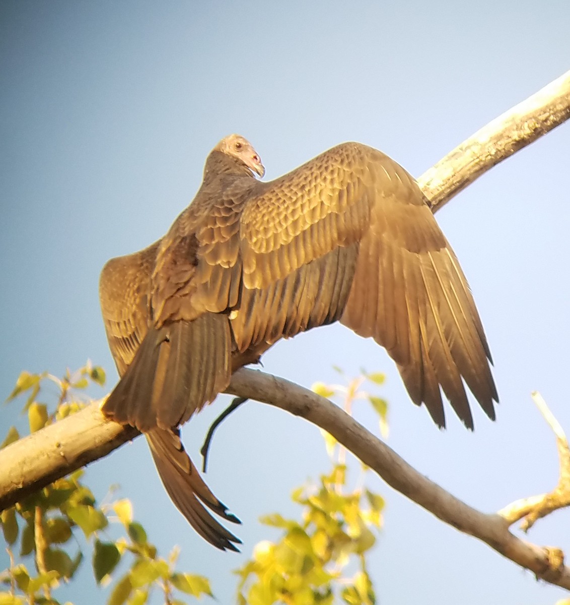Turkey Vulture - Steve Flood