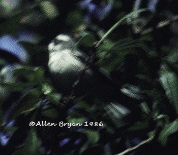 Black-throated Gray Warbler - CBC Historic Data