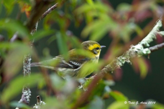 Townsend's Warbler - CBC Historic Data
