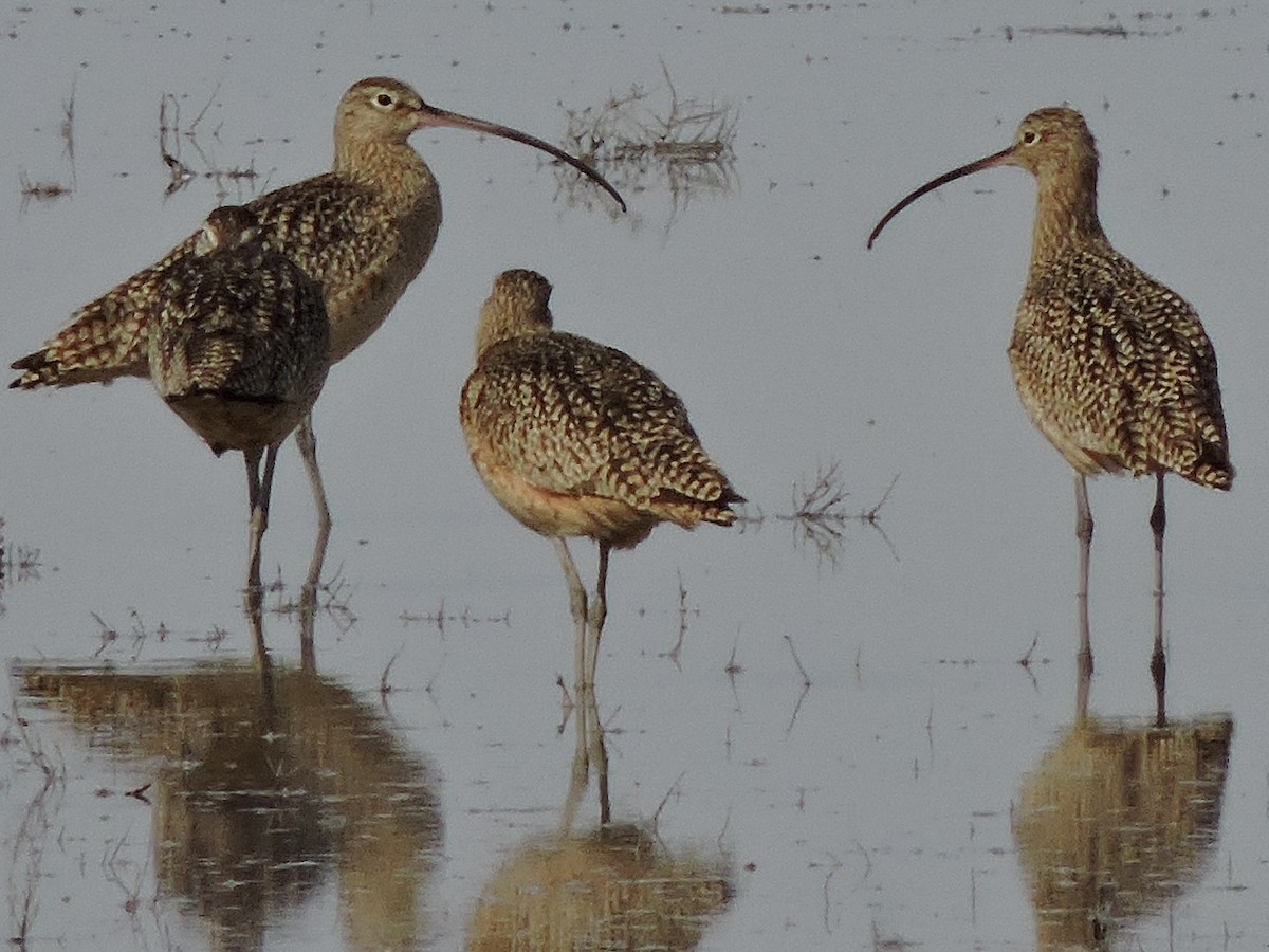 Long-billed Curlew - ML67748281