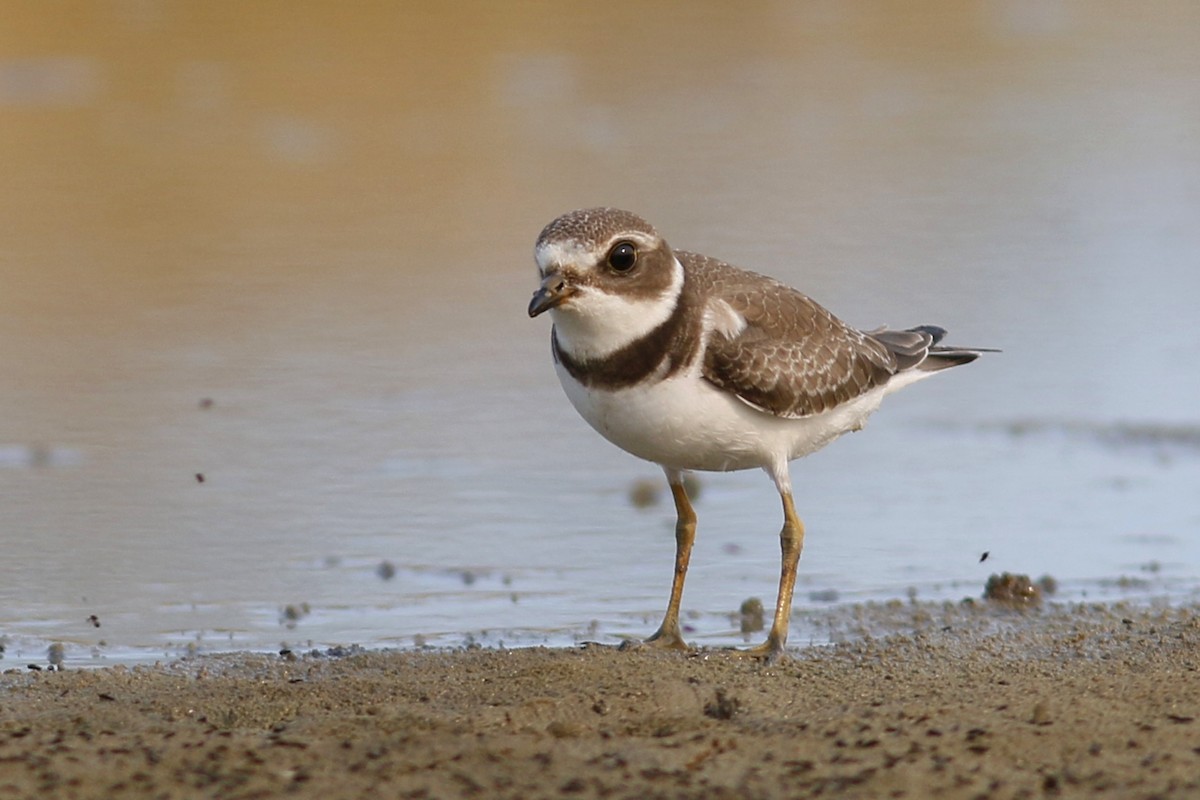 Semipalmated Plover - ML67751011