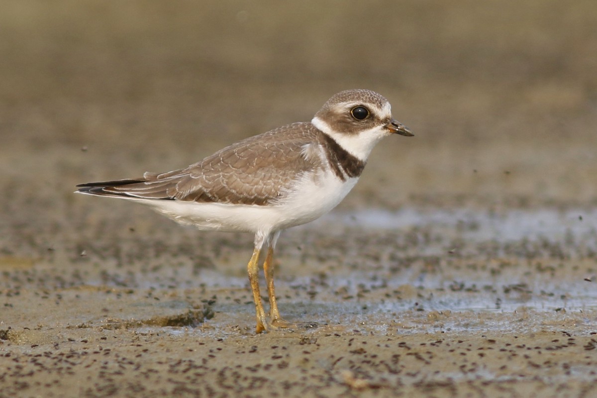 Semipalmated Plover - ML67751051