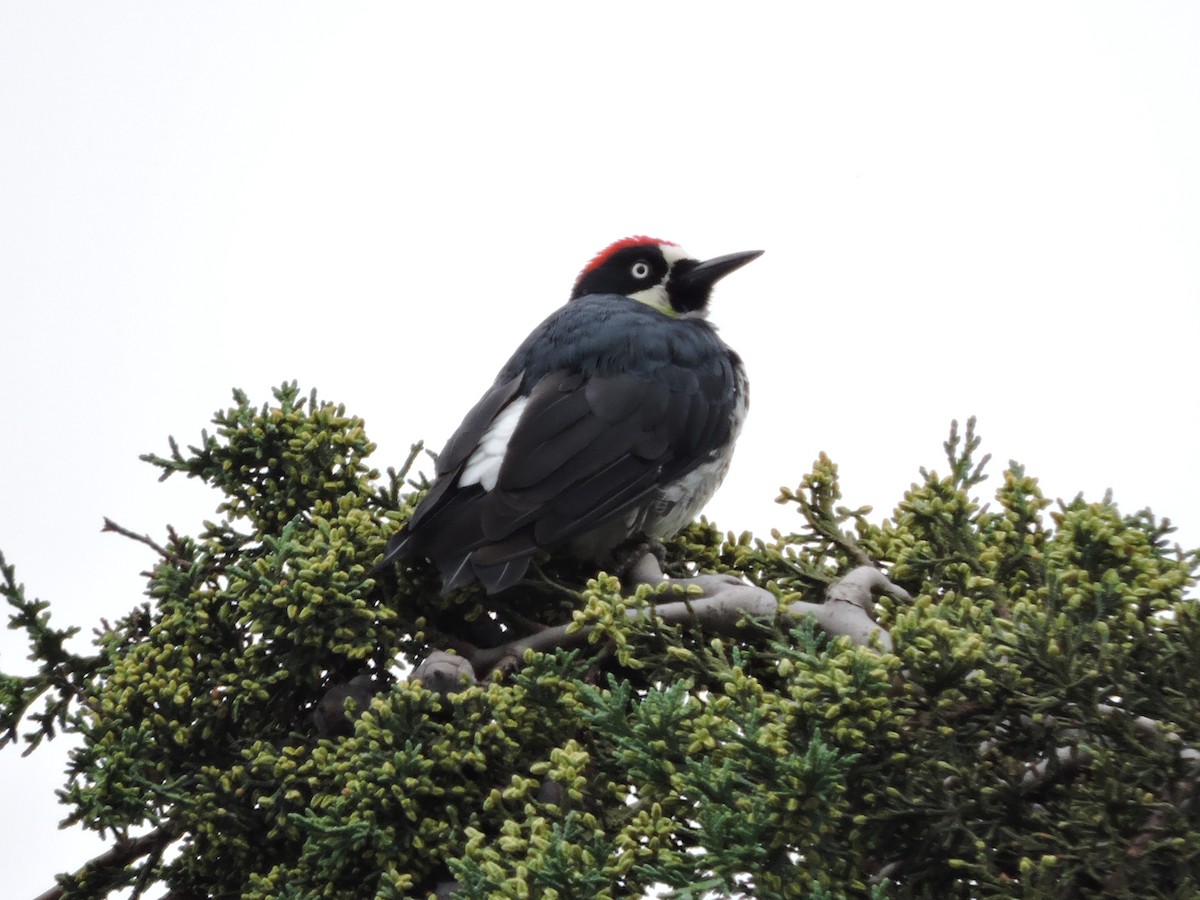 Acorn Woodpecker - ML67751881