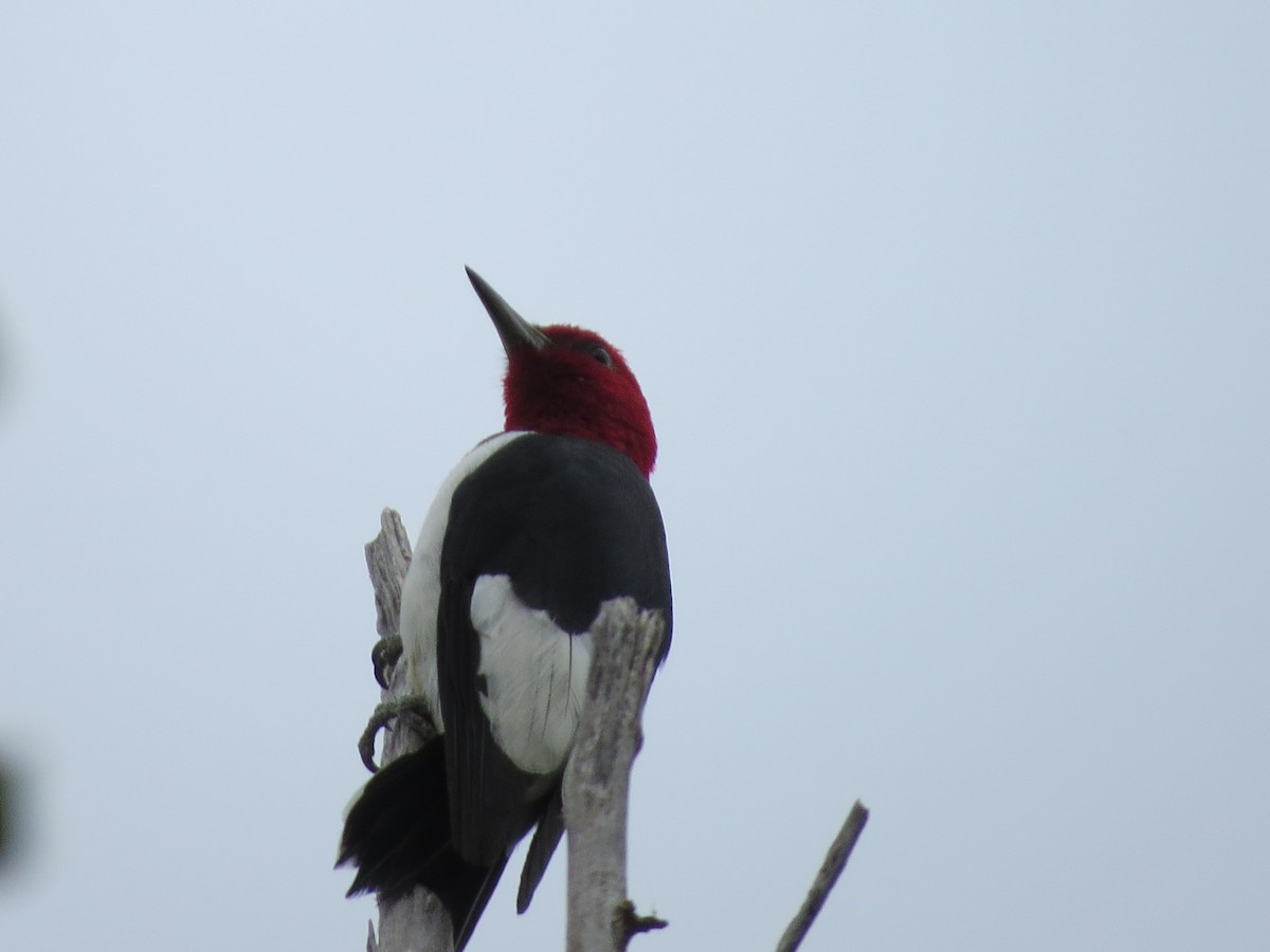 Red-headed Woodpecker - ML67752881