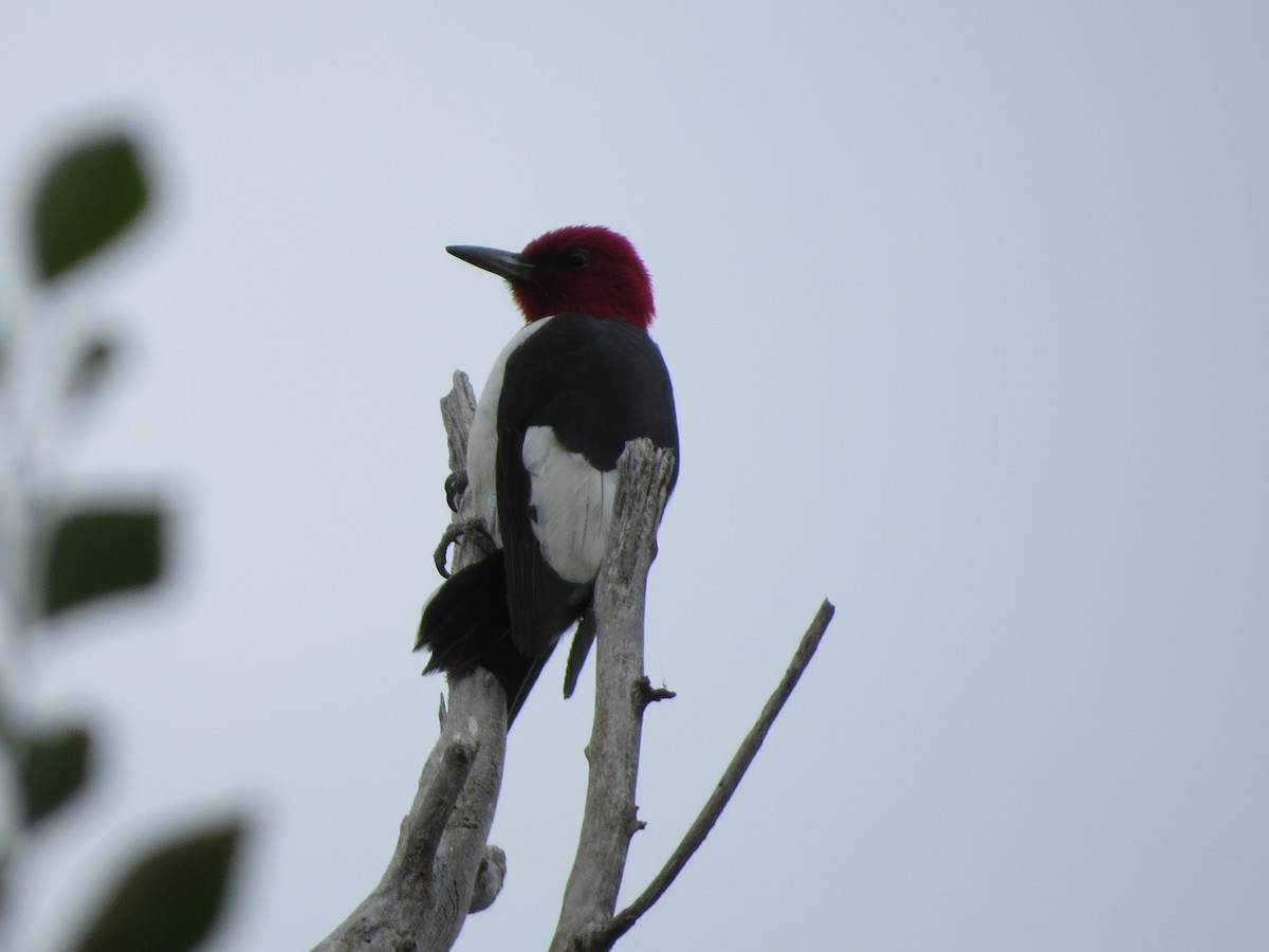 Red-headed Woodpecker - ML67752891