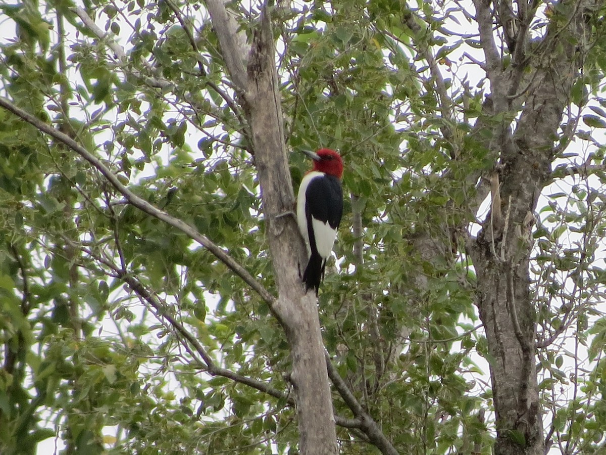 Red-headed Woodpecker - Ethan Maynard