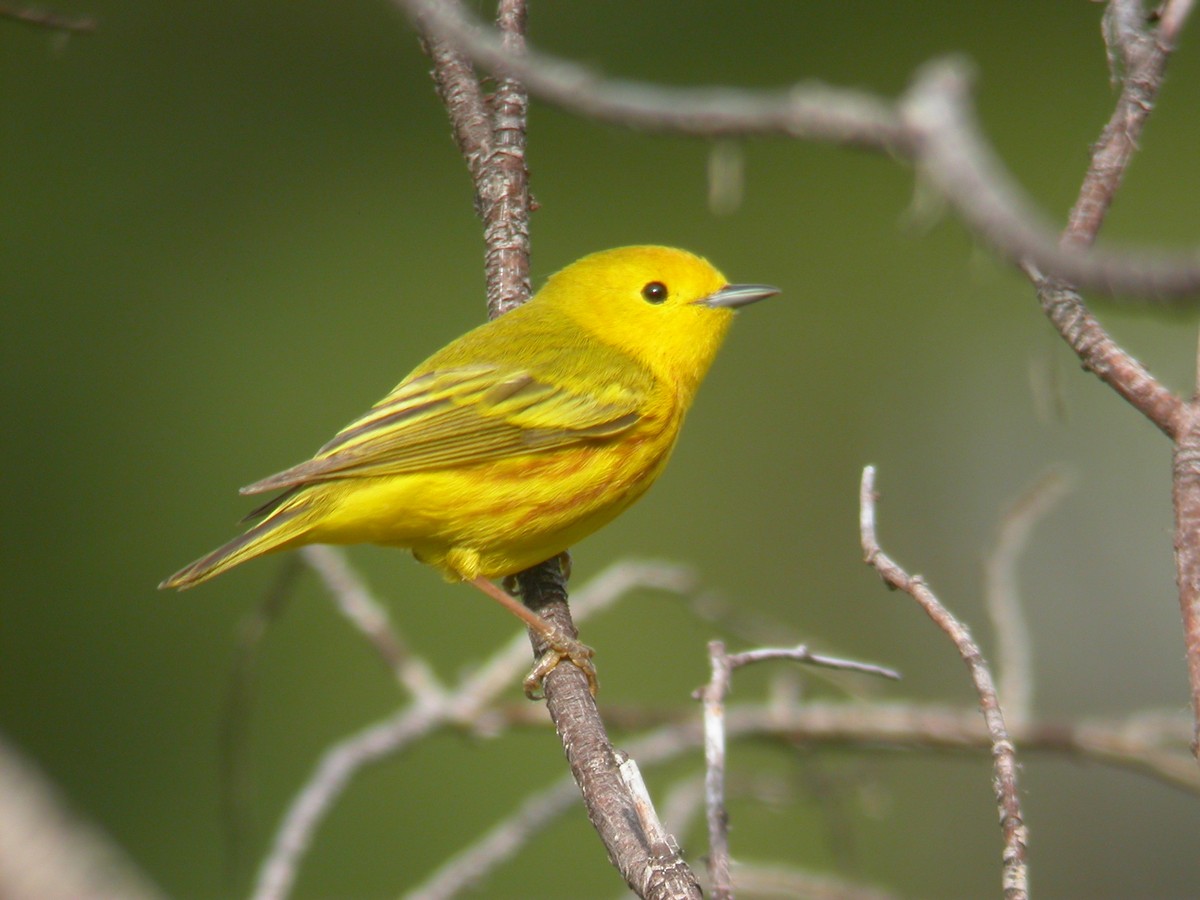 Yellow Warbler - John C Sullivan