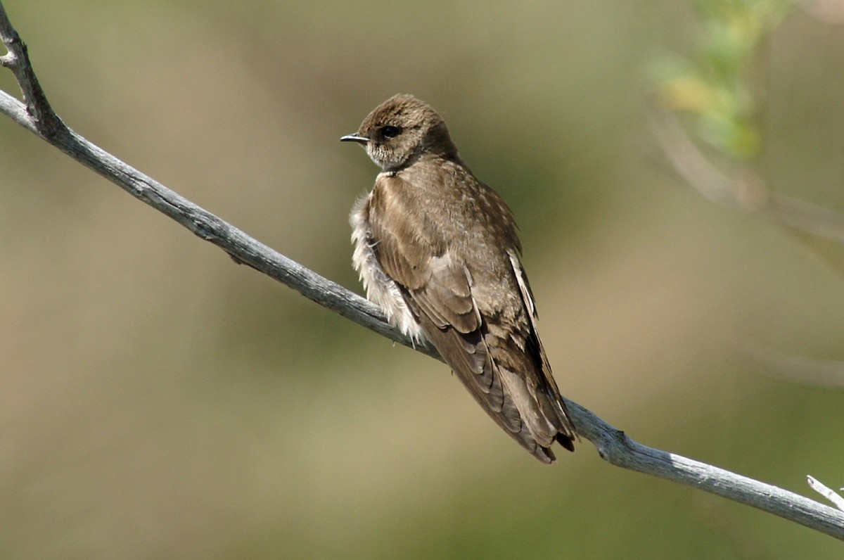 Northern Rough-winged Swallow - John C Sullivan
