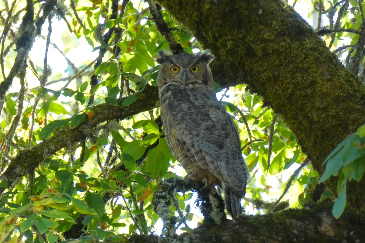 Great Horned Owl - ML67760101
