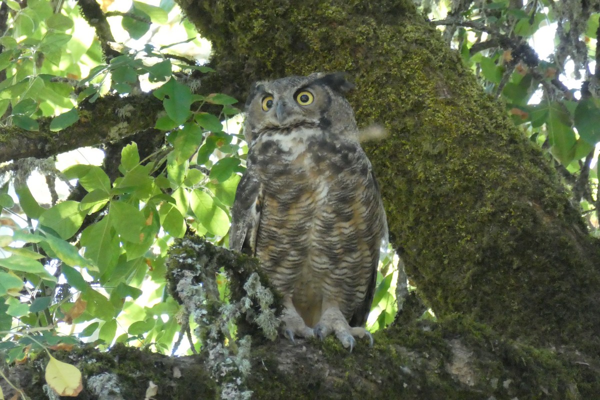Great Horned Owl - Rick MacDonald