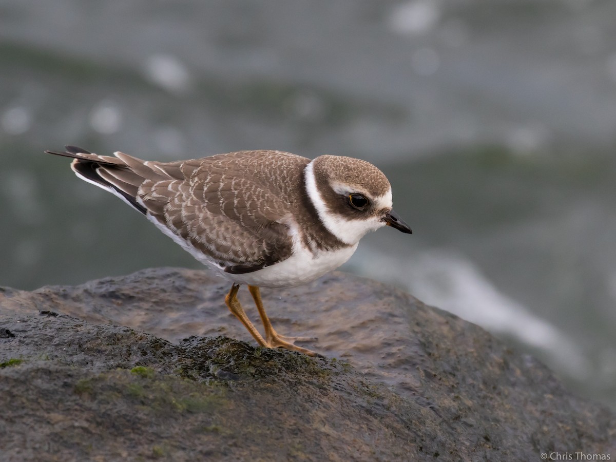 Semipalmated Plover - ML67766701