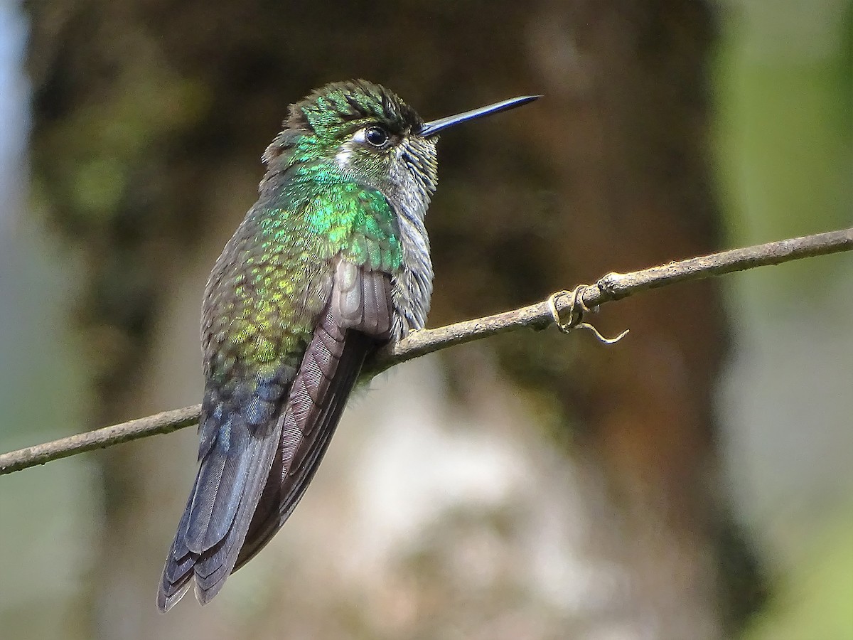Green-breasted Mountain-gem - ML67767411