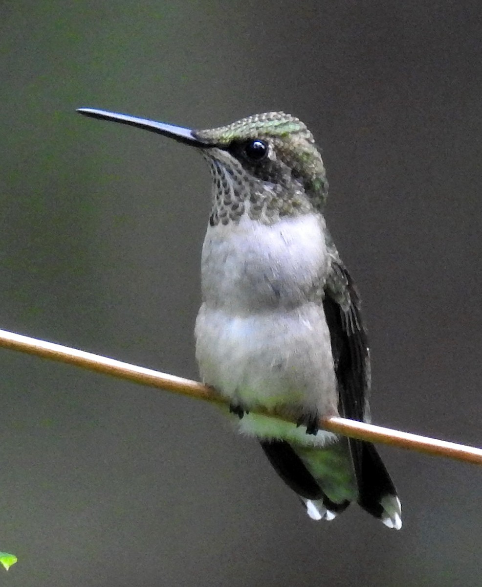 Ruby-throated Hummingbird - Brittany Puite