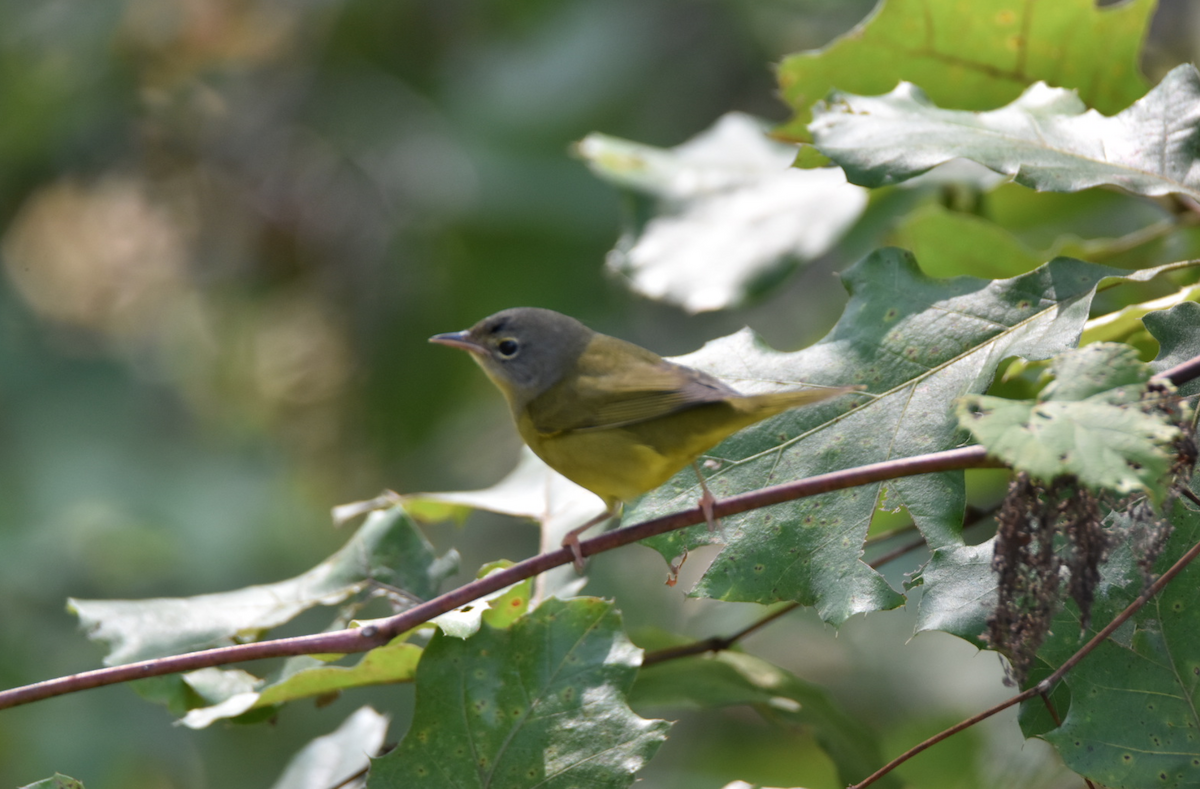Mourning Warbler - Pete Monacell