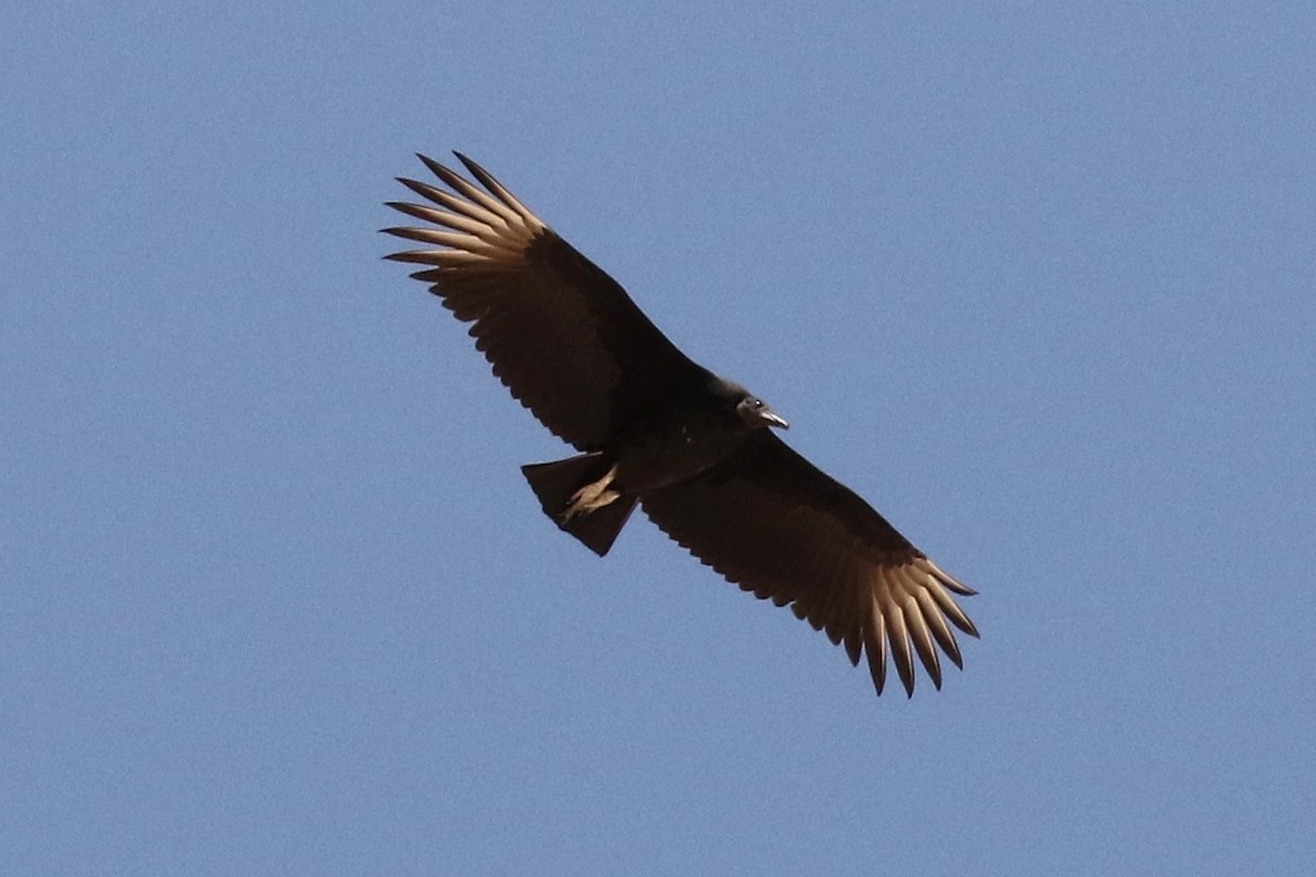 Black Vulture - ML67770051