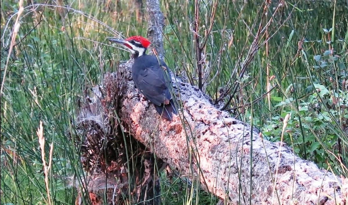 Pileated Woodpecker - shawn richmond