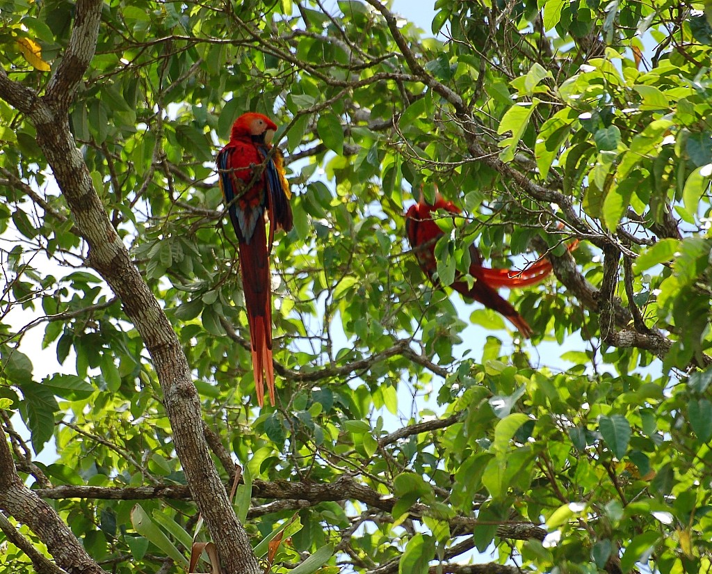 Scarlet Macaw - Jaime Thomas