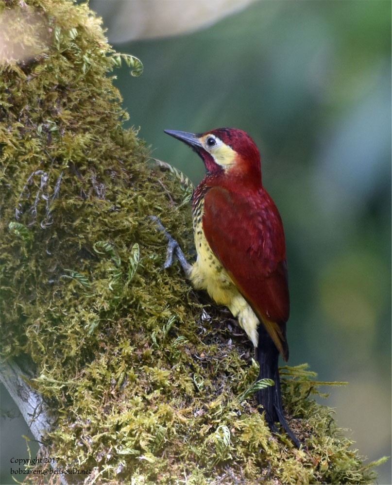 Crimson-mantled Woodpecker - Bob Zaremba