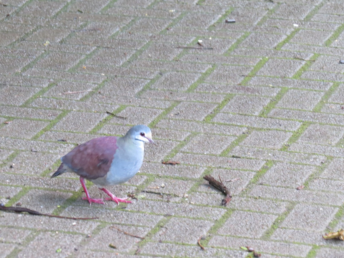 Buff-fronted Quail-Dove - ML67775641