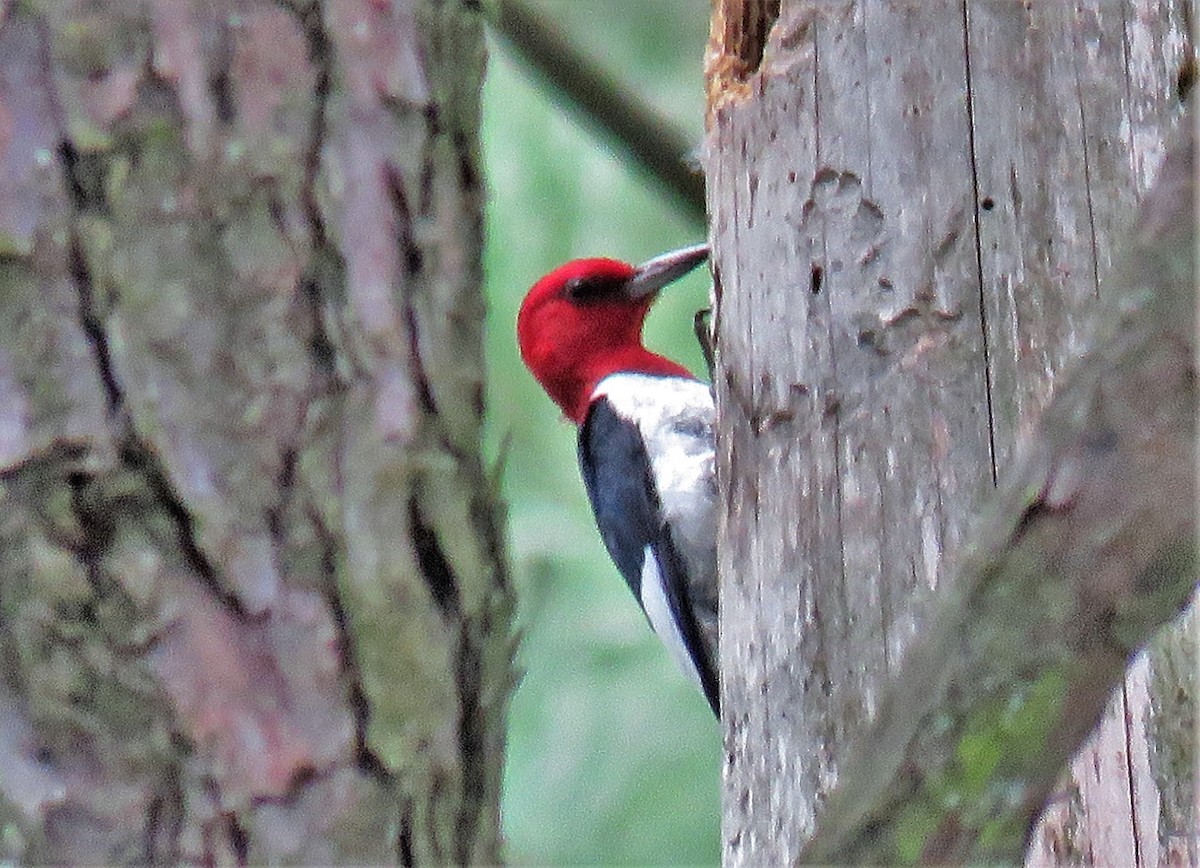 Red-headed Woodpecker - Julie Mobley