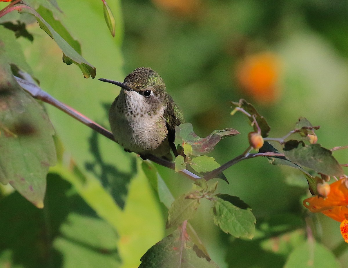 Ruby-throated Hummingbird - ML67781731