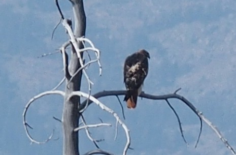 Red-tailed Hawk - ML67783421