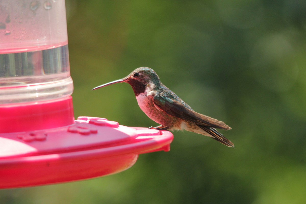 Broad-tailed Hummingbird - Michele Swartout