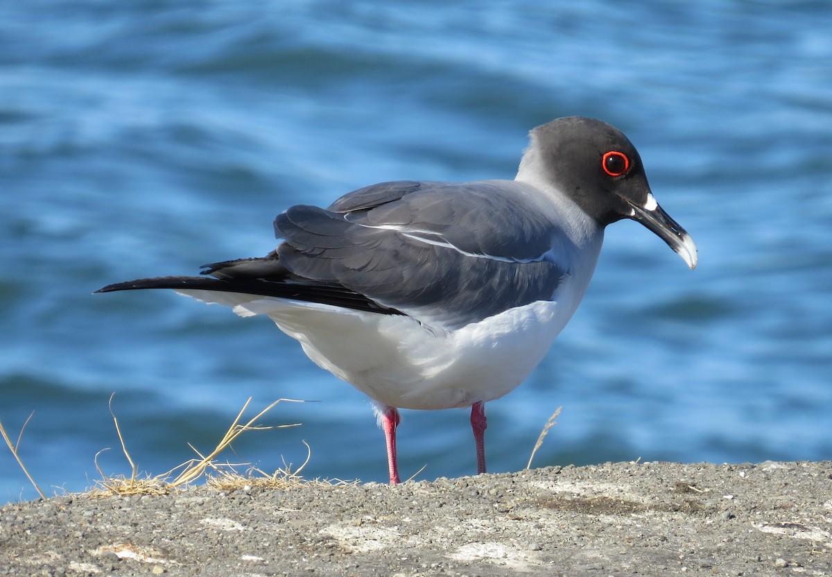 Swallow-tailed Gull - ML67784241