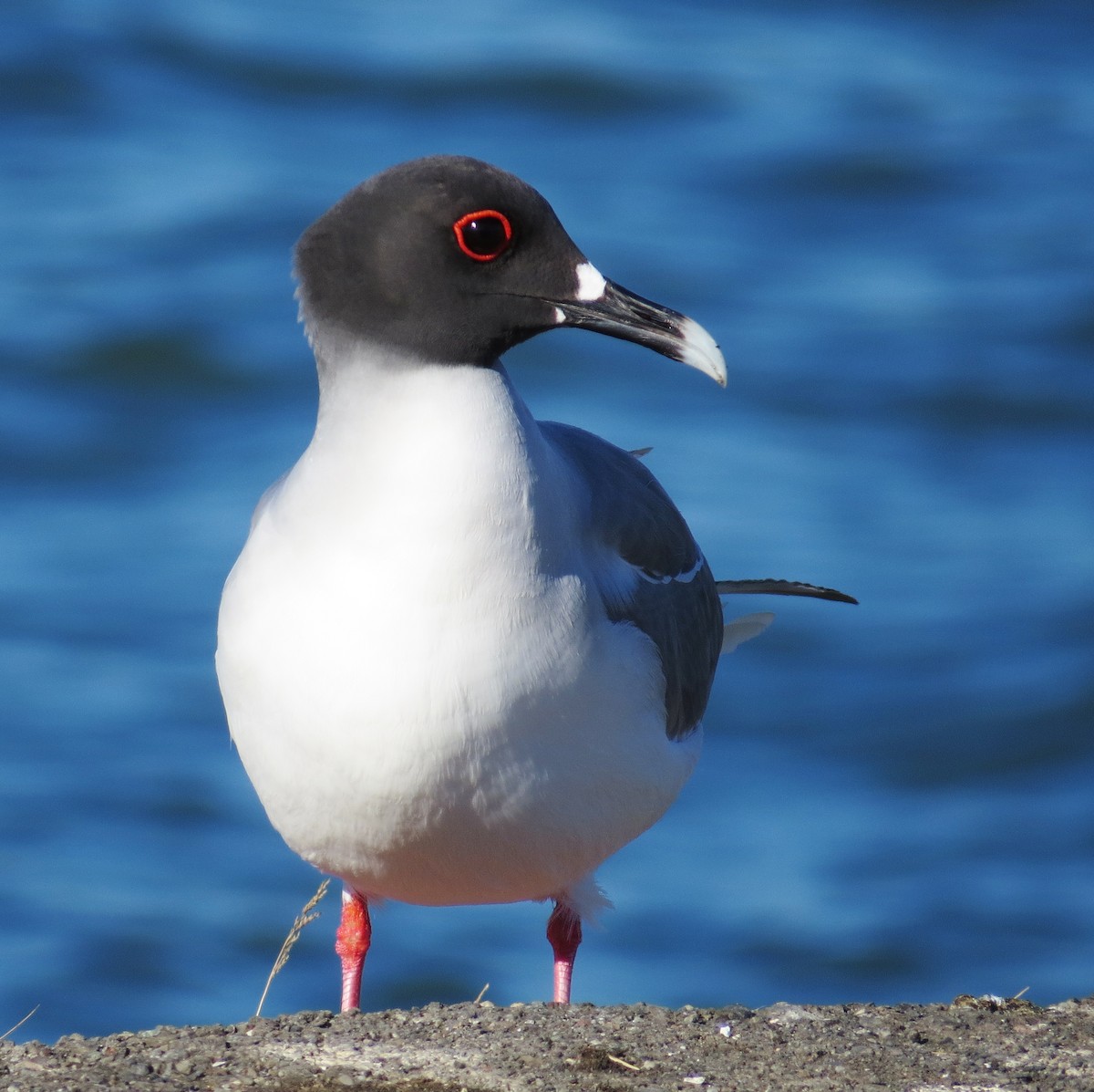 Swallow-tailed Gull - ML67784291