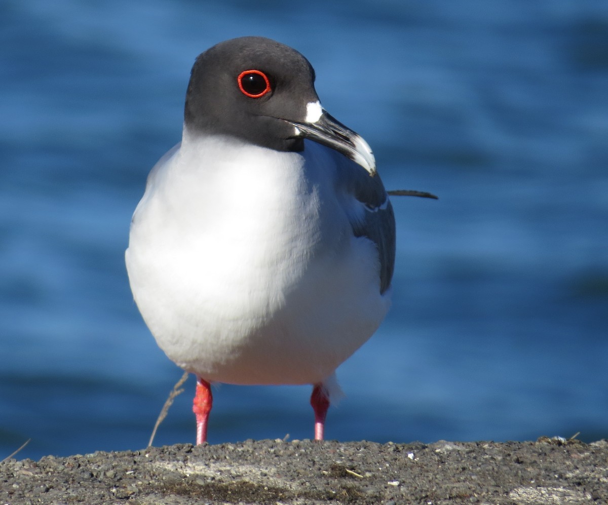 Swallow-tailed Gull - ML67784321