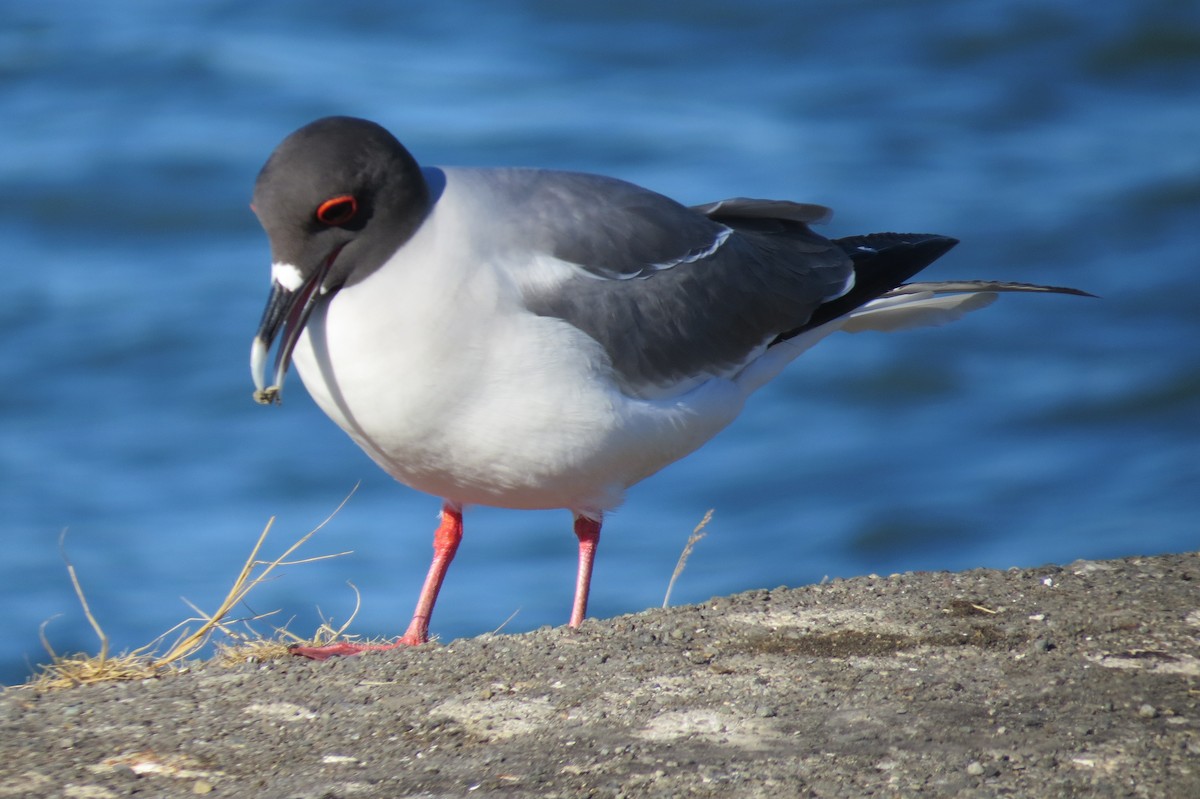 Swallow-tailed Gull - ML67784411