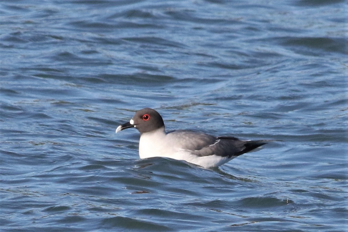 Swallow-tailed Gull - ML67785731
