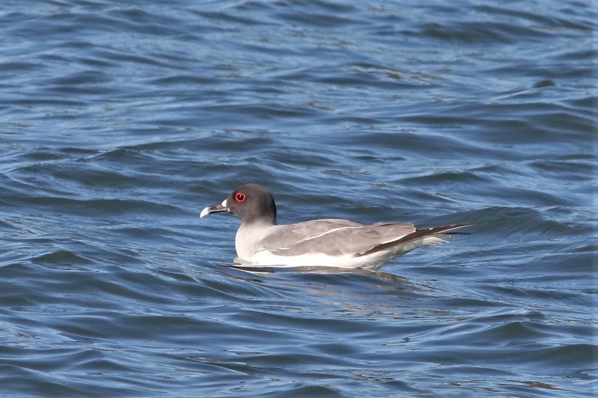 Swallow-tailed Gull - ML67785741