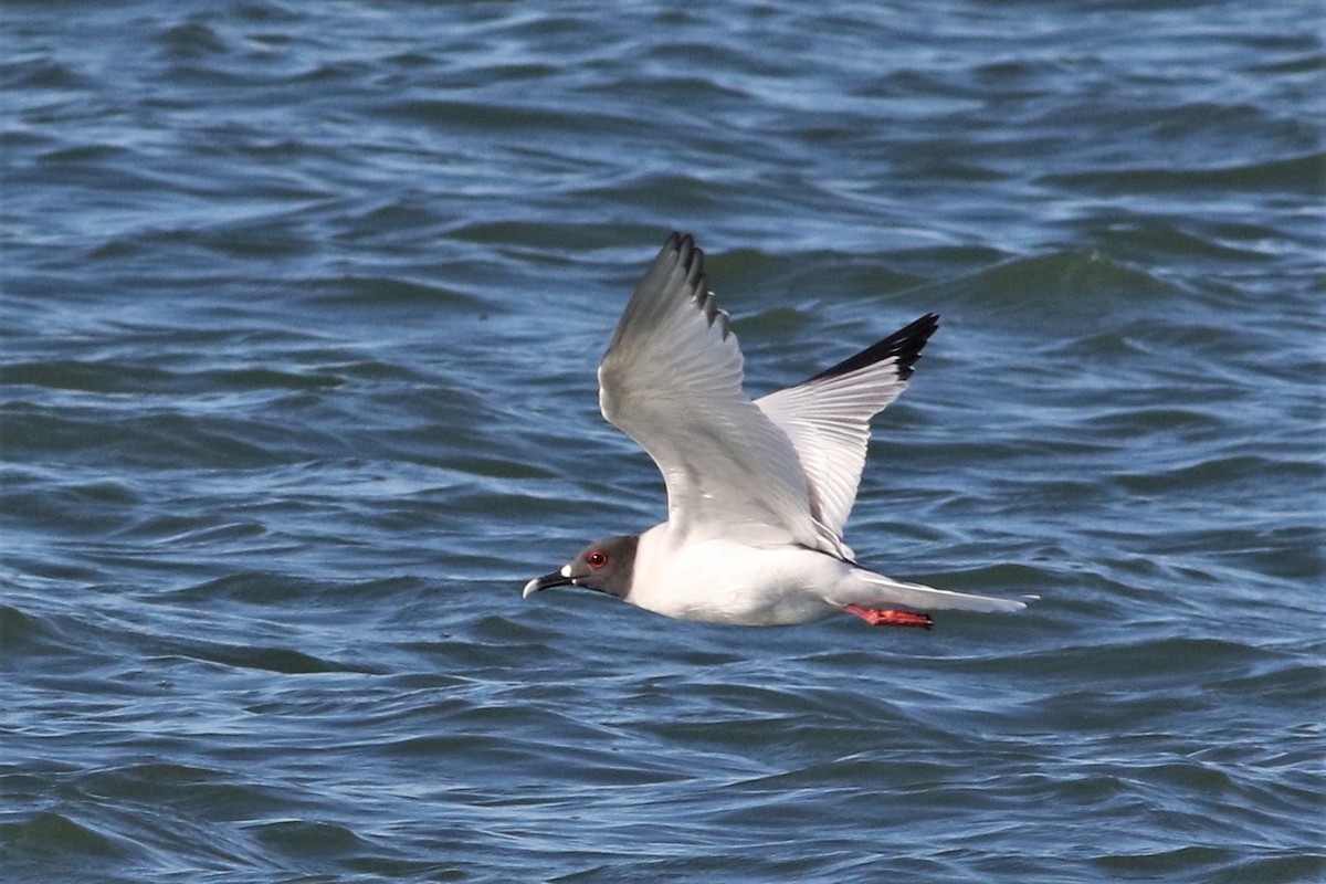 Swallow-tailed Gull - ML67785771