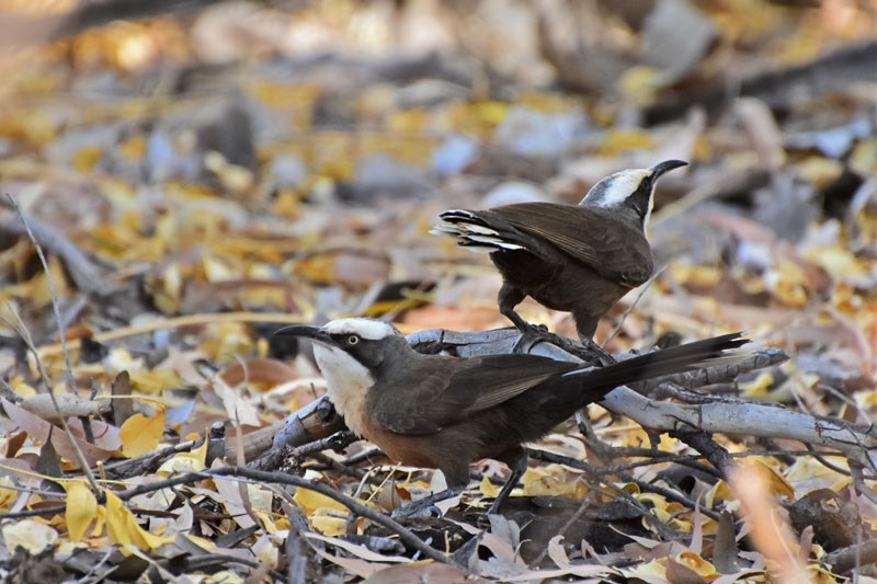 Gray-crowned Babbler - Anthony Katon